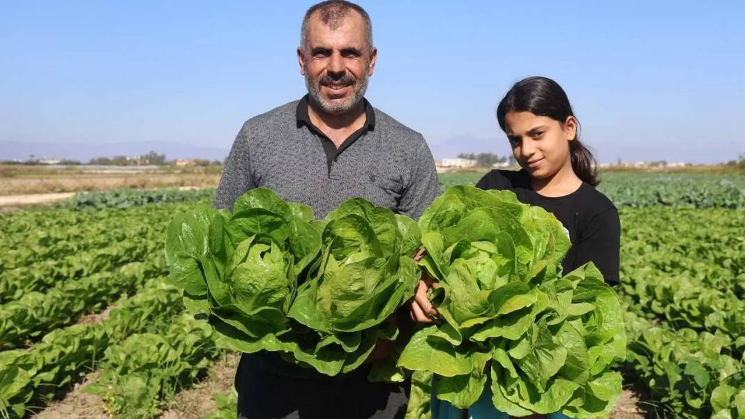 Hatay’da Marul Hasadı Erken Başladı: Tarlada 25, Reyonda 70 TL! 1